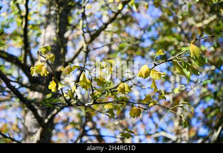 Gingko Baum im Obstgarten von Highdown Chalk Gardens Worthing West Sussex Stockfoto