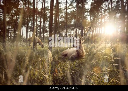 Hirsch, der bei Sonnenuntergang in einem Wald liegt Stockfoto