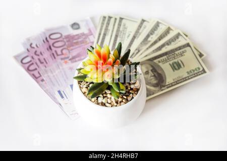 Satz von Euro- und Dollar-Banknoten außer Fokus. Im Vordergrund eine Kaktusblüte im Fokus, isoliert auf weißem Hintergrund. Stockfoto