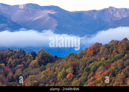 Herbstfarben (Herbst) mit Bergen im Nuria-Tal (Vall de Núria) im Hintergrund. Vall de Núria, östliche Pyrenäen, El Ripollès, Girona, Katalonien. Stockfoto