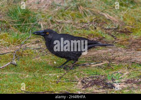 Schwarze Strepera fuliginosa Stockfoto