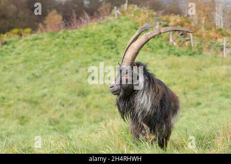 Große wilde männliche walisische Bergziege auf einem Feld. Stockfoto