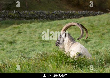 Seitenansicht einer wilden, männlichen, walisischen Bergziege, die draußen isoliert ist und im langen Gras sitzt und seine langen Hörner zeigt. Stockfoto