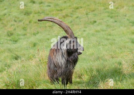 Eine große wilde männliche walisische Bergziege mit Hörnern, die isoliert auf einem Feld stehen. Stockfoto