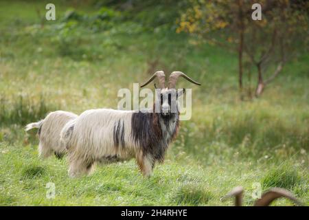 Wilde männliche walisische Bergziege auf einem Feld, Snowdonia National Park, Nordwales, Großbritannien. Stockfoto