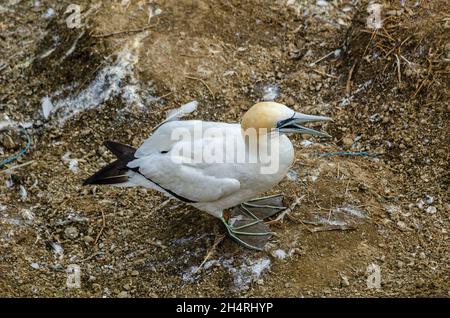 Die Australasian Gannet (Morus Serrator), auch bekannt als die australische Gannet oder tākapu Stockfoto