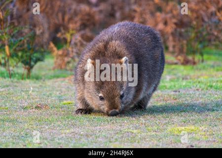 Wombat, Tasmanien, Australien. Stockfoto