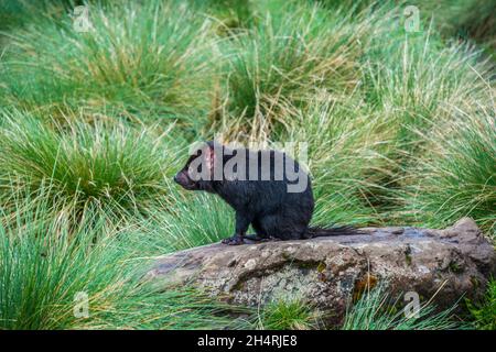 Tasmanischer Teufel, Cradle Mountain, Tasmanien, Australien Stockfoto