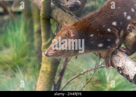 Gefleckte Schwanzquoll- oder Tiger-Quoll, Dasyurus maculatus, Cradle Mountain, Tasmanien, Australien Stockfoto