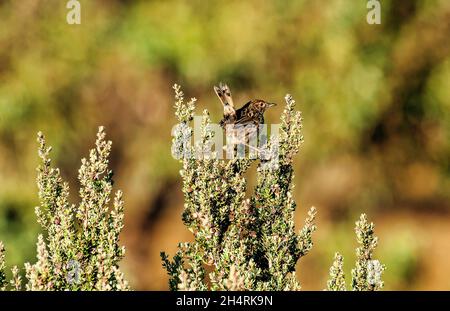 Streifenfieldwren, Calamanthus fuliginosus, Tasmanien, Australien Stockfoto