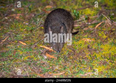 Potoroo mit langer Nase, Tasmanien. Australien Stockfoto