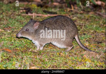 Potoroo mit langer Nase, Tasmanien. Australien Stockfoto