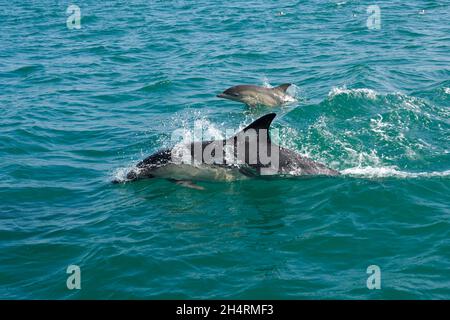 Mutter und Kalbsgelber Delphin Stockfoto