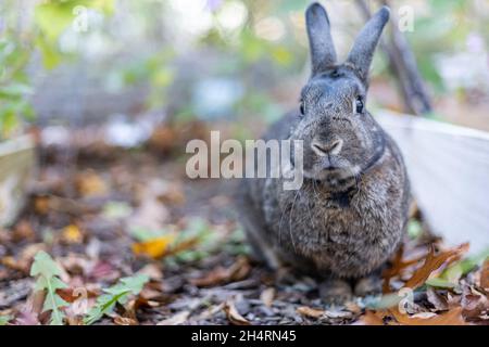 Graues Kaninchen im Herbstgarten, umgeben von lähmten Blättern, und Mütter kopieren Platz Stockfoto