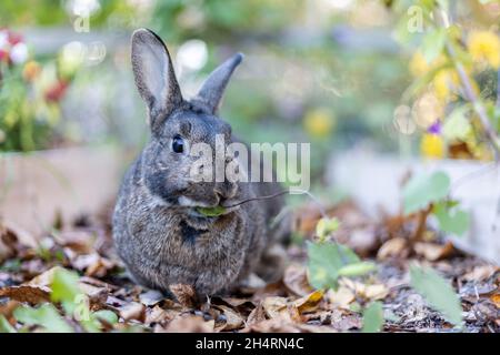 Graues Kaninchen im Herbstgarten, umgeben von lähmten Blättern, und Mütter kopieren Platz Stockfoto