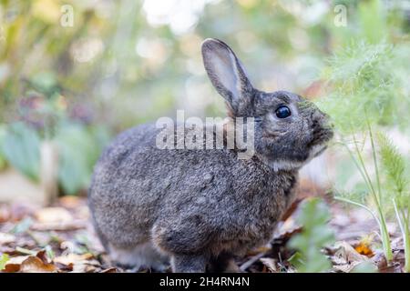 Graues Kaninchen im Herbstgarten, umgeben von lähmten Blättern, und Mütter kopieren Platz Stockfoto