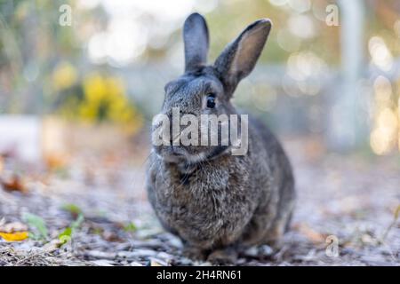Graues Kaninchen im Herbstgarten, umgeben von lähmten Blättern, und Mütter kopieren Platz Stockfoto