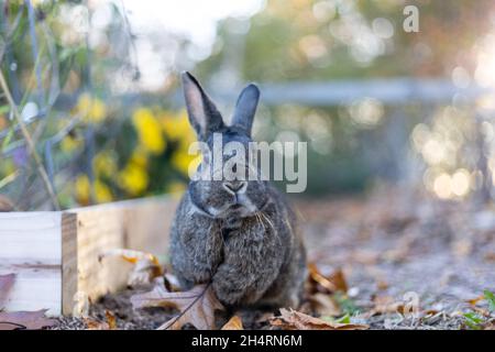 Graues Kaninchen im Herbstgarten, umgeben von lähmten Blättern, und Mütter kopieren Platz Stockfoto