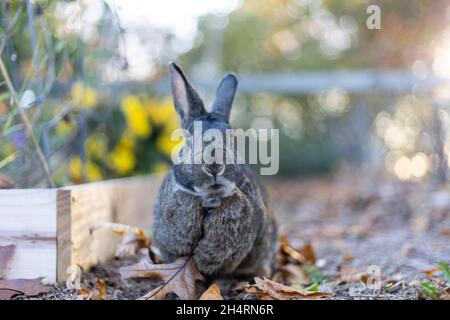 Graues Kaninchen im Herbstgarten, umgeben von lähmten Blättern, und Mütter kopieren Platz Stockfoto