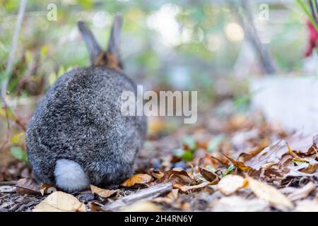 Graues Kaninchen im Herbstgarten, umgeben von lähmten Blättern, und Mütter kopieren Platz Stockfoto