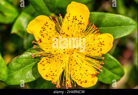 Tutsan Hypericum androsaemum Stockfoto