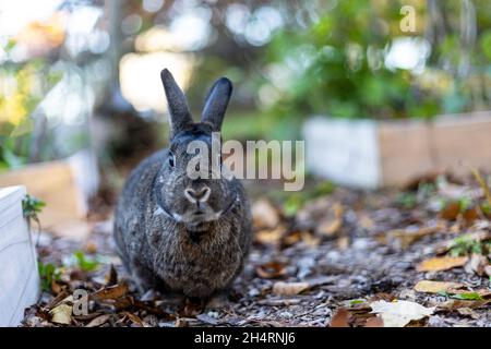 Graues Kaninchen im Herbstgarten, umgeben von lähmten Blättern, und Mütter kopieren Platz Stockfoto