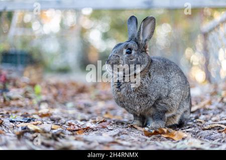 Graues Kaninchen im Herbstgarten, umgeben von lähmten Blättern, und Mütter kopieren Platz Stockfoto