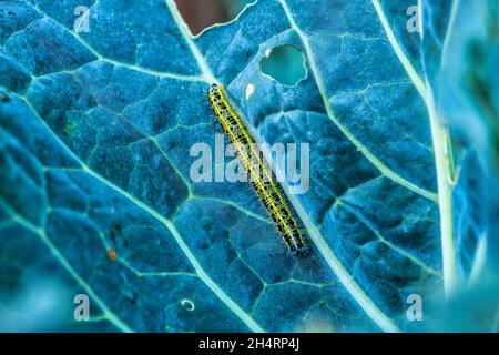 Kohl weißen Schmetterling Raupe essen Kohl, Großbritannien Stockfoto
