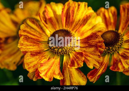 Helenium Blumen close-up Stockfoto