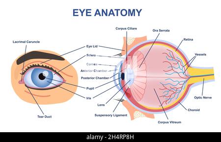 Anatom-Konzept für das Auge Stock Vektor