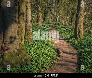 Der Weg durch den Wald mit Einem Teppich aus wildem Knoblauch (Ramsons) in Fleagarth Wood, Silverdale. Stockfoto