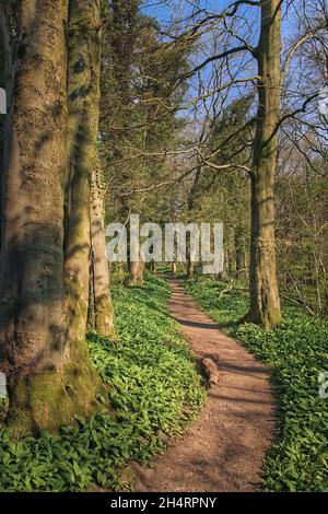 Der Weg durch den Wald mit Einem Teppich aus wildem Knoblauch (Ramsons) in Fleagarth Wood, Silverdale. Stockfoto