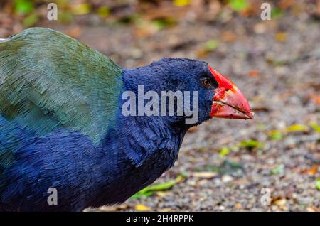 Takahe, Nordinsel, Neuseeland Stockfoto