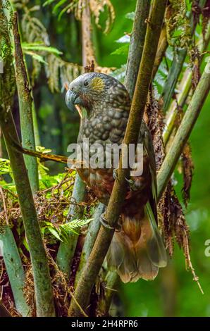 Kaka, North Island, Neuseeland Stockfoto