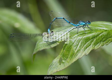 Hufeisen-Azurjungfer, Paarungsrad, Kopulation, Kopula, Paarung, Männchen und Weibchen, Hufeisenazurjungfer, Azurjungfer, Coenagrion puella, Azure Staudämme Stockfoto