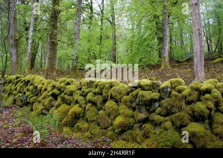 Alte moosbedeckte Trockensteinmauer auf dem Anwesen Gairloch, Dumfries & Galloway, Schottland Stockfoto
