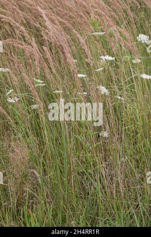 Land-Reitgras, Landreitgras, Wald-Schilf, Sand-Reitgras, Calamagrostis epigejos, Calamagrostis epigeios, Holz-Schilf, Buschgras, Calamagrostis com Stockfoto