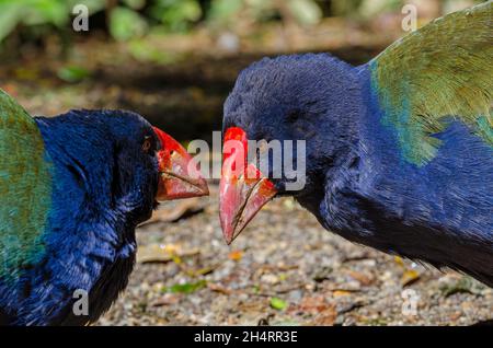 Takahe, Nordinsel, Neuseeland Stockfoto