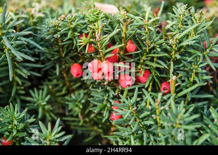 Die Eibe mit ihren Früchten zitierend im Garten im Herbst. Stockfoto