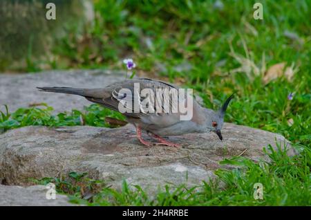 Haubentaube Ocyphaps lophotes Brisbane, Australien Stockfoto