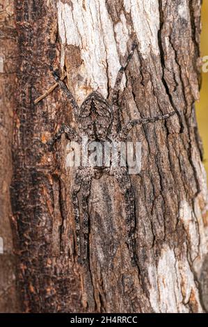 Eine graue Jägerspinne am Baum, Queensland, Australien Stockfoto