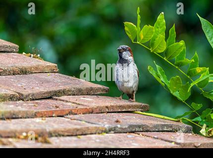 Männlicher Haussperling auf dem Dach des Schuppen Stockfoto