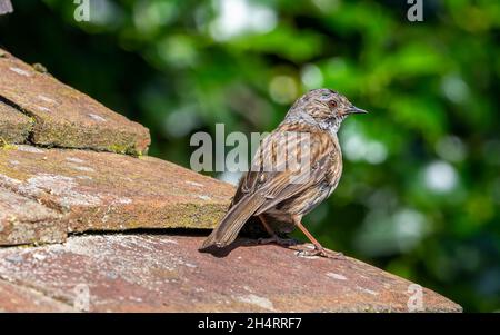 Dunnock oder Heckensperling auf dem Dach des Schuppen Stockfoto