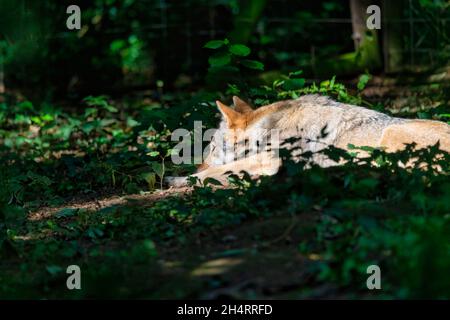 Grauer Wolf Canis lupus Stockfoto