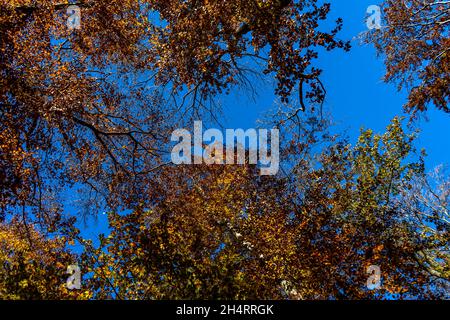 Wunderschön exponierte Buche krönt sich im Herbst vor einem strahlend blauen Himmel Stockfoto