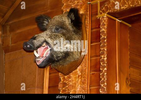 Gefüllter Kopf des Wildschweins mit einem grinsenden Mund Stockfoto