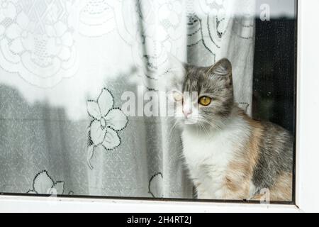 Eine gelangweilte bunte Katze schaut aus dem Fenster. Stockfoto