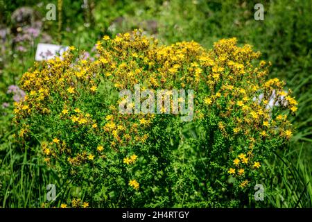 Viele zarte gelbe Blüten der Hypericum perforatum Pflanze, allgemein bekannt als Perforat oder Johanniskraut, in einem Garten an einem sonnigen Frühlingstag Stockfoto