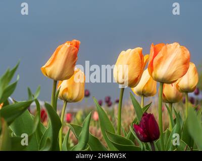 Viele Blumen im Park mit orangen Farben Stockfoto