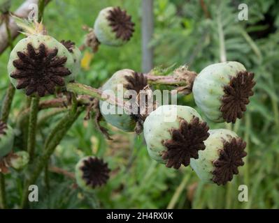 Poppy seed capsule, close up. Ripe poppy heads in the meadow Stockfoto